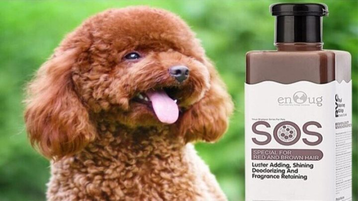 Sữa Tắm Cho Chó Poodle: Sản Phẩm An Toàn Và Hiệu Quả Cho Lông Khỏe Mạnh Đánh giá các thương hiệu sữa tắm phổ biến cho chó Poodle