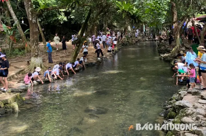 Khám Phá Suối Cá Thần Thanh Hóa: Những Điều Kỳ Lạ suối cá thần thanh hóa