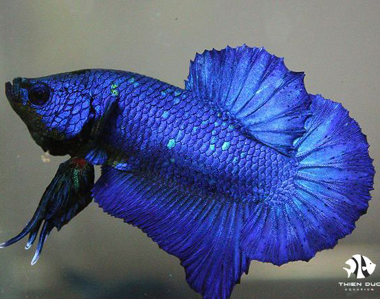 Cá Betta Super Blue: Đặc Điểm, Cách Chăm Sóc Và Những Điều Cần Biết Cá Betta Super Blue: Đặc Điểm, Cách Chăm Sóc Và Những Điều Cần Biết