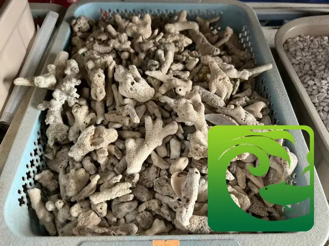 tác dụng của vật liệu lọc bể cá tác dụng của vật liệu lọc bể cá