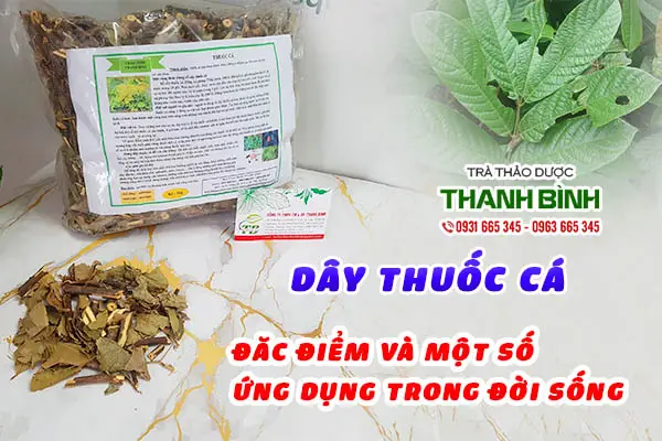 tác dụng lá thuốc cá tác dụng lá thuốc cá
