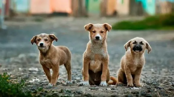 tại sao nhà không nuôi được chó