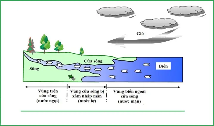 tên các loài cá sống ở nước lợ tên các loài cá sống ở nước lợ
