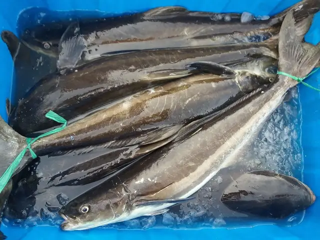 tên các loài cá sống ở nước lợ tên các loài cá sống ở nước lợ