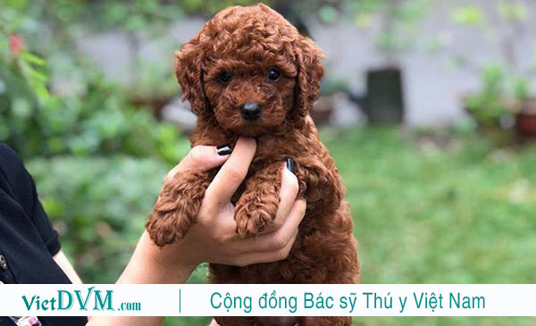 Tên Hay Cho Chó Poodle Đực: Gợi Ý Độc Đáo Và Dễ Thương Nhất Cho Thú Cưng Của Bạn Những tên hay cho chó Poodle đực