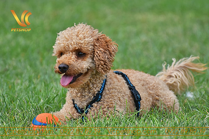Tên Hay Cho Chó Poodle Đực: Gợi Ý Độc Đáo Và Dễ Thương Nhất Cho Thú Cưng Của Bạn Ý nghĩa của từng tên cho chó Poodle đực