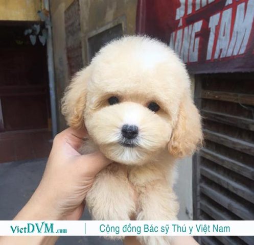 Tên Hay Cho Chó Poodle Đực: Gợi Ý Độc Đáo Và Dễ Thương Nhất Cho Thú Cưng Của Bạn Cách chọn tên phù hợp cho chó Poodle đực