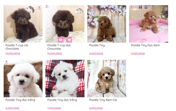 Tên Hay Cho Chó Poodle Đực: Gợi Ý Độc Đáo Và Dễ Thương Nhất Cho Thú Cưng Của Bạn Những lưu ý khi đặt tên cho chó Poodle đực