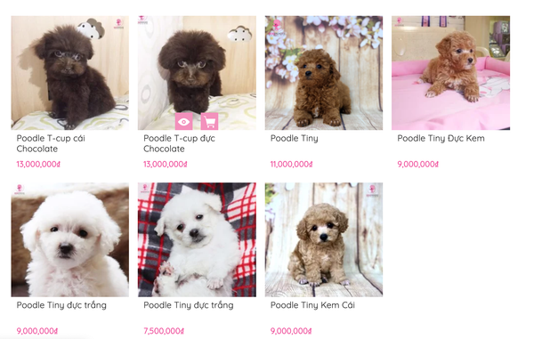 Tên Hay Cho Chó Poodle Đực: Gợi Ý Độc Đáo Và Dễ Thương Nhất Cho Thú Cưng Của Bạn Tên theo chủ đề cho chó Poodle đực