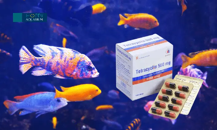 tetracyclin cho cá bảy màu