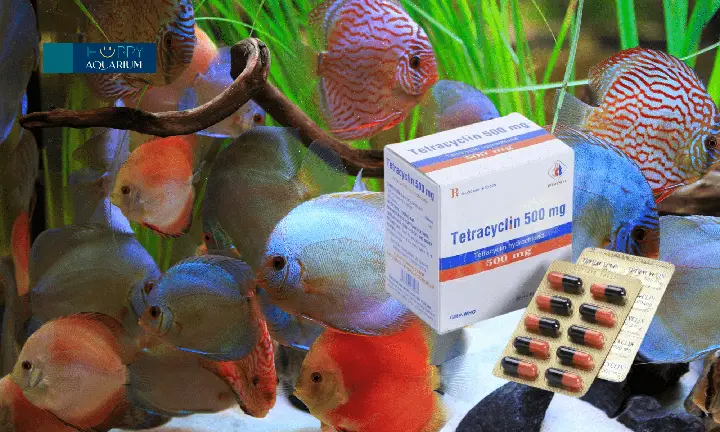 tetracyclin cho cá bảy màu