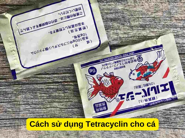 tetracyclin cho cá bảy màu