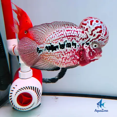 Kinh nghiệm thanh lý cá La Hán hiệu quả và nhanh chóng thanh lý cá la hán