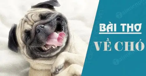 Thơ lục bát về chó - Biểu tượng tình bạn thơ lục bát về chó