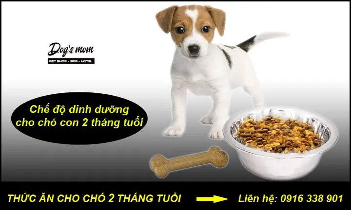 Hướng dẫn dinh dưỡng toàn diện cho chó Becgie 2 tháng tuổi thức ăn cho chó becgie 2 tháng tuổi