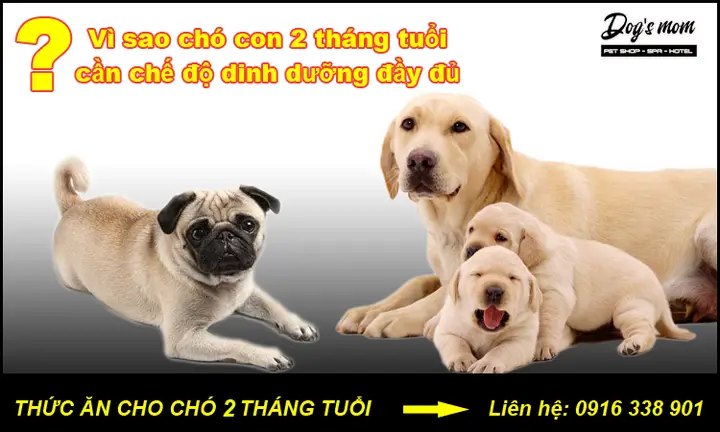 Hướng dẫn dinh dưỡng toàn diện cho chó Becgie 2 tháng tuổi thức ăn cho chó becgie 2 tháng tuổi