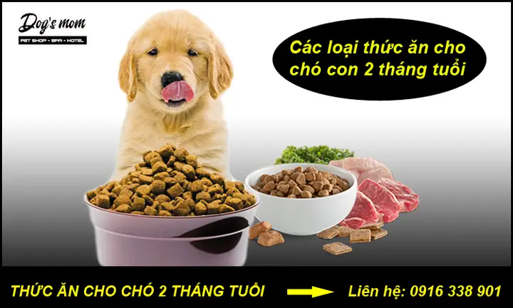 Hướng dẫn dinh dưỡng toàn diện cho chó Becgie 2 tháng tuổi thức ăn cho chó becgie 2 tháng tuổi
