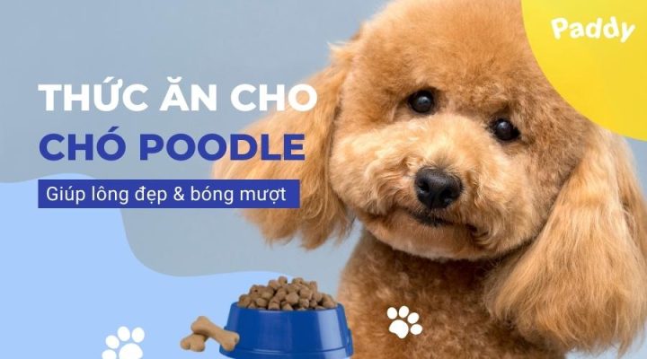 Thức Ăn Cho Chó Poodle Trưởng Thành: Chọn Lựa Dinh Dưỡng Tốt Nhất Cho Sức Khỏe Cún Thức Ăn Cho Chó Poodle Trưởng Thành: Chọn Lựa Dinh Dưỡng Tốt Nhất Cho Sức Khỏe Cún