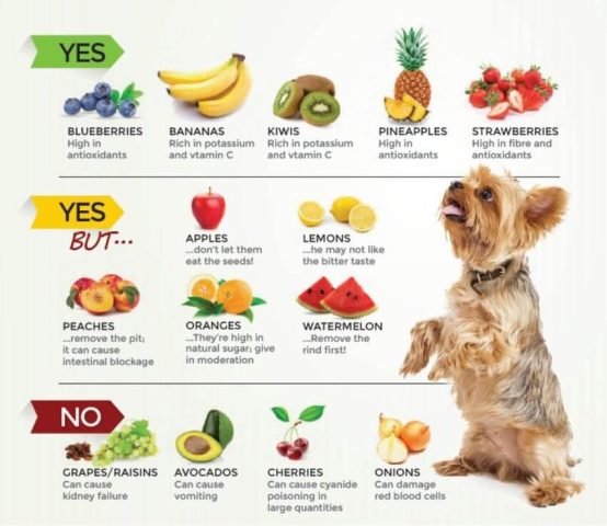 Thức Ăn Cho Chó Poodle Trưởng Thành: Chọn Lựa Dinh Dưỡng Tốt Nhất Cho Sức Khỏe Cún Cách tự chế biến thức ăn cho chó Poodle