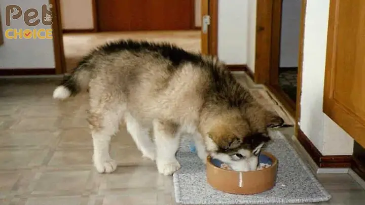 thức ăn hạt cho chó alaska