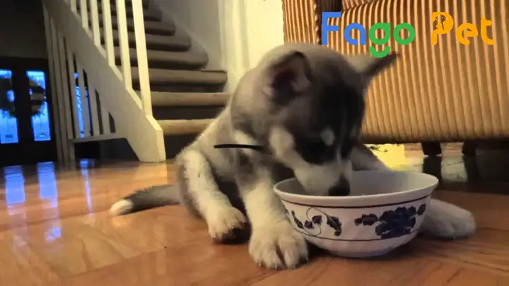 Thức ăn khô cho chó Husky: Cẩm nang dinh dưỡng toàn diện từ A-Z Thức ăn khô cho chó Husky: Cẩm nang dinh dưỡng toàn diện từ A-Z