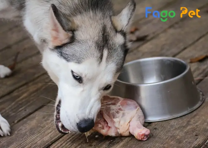 Thức ăn khô cho chó Husky - Tiêu chí chọn lựa thức ăn khô cho chó husky