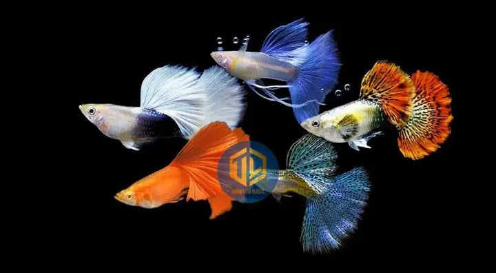 thùng nhựa nuôi cá bảy màu