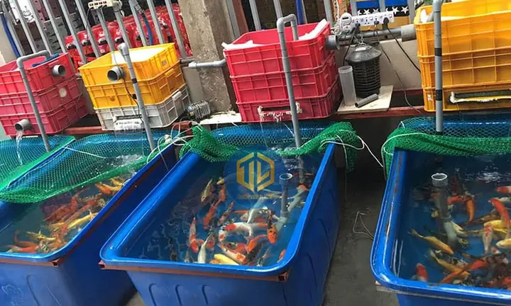 thùng nhựa nuôi cá bảy màu