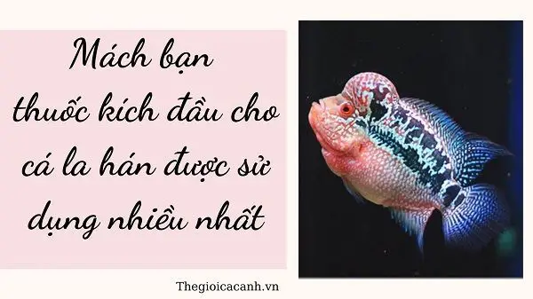 Sử dụng thuốc kích đầu cho cá La Hán: Hướng dẫn chi tiết thuốc kích đầu cho cá la hán