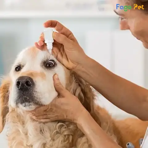 Thuốc Nhỏ Mắt Cho Chó: Hướng Dẫn Toàn Diện Từ Chuyên Gia Bảo Vệ Đôi Mắt Tinh Anh thuốc nhỏ mắt cho chó