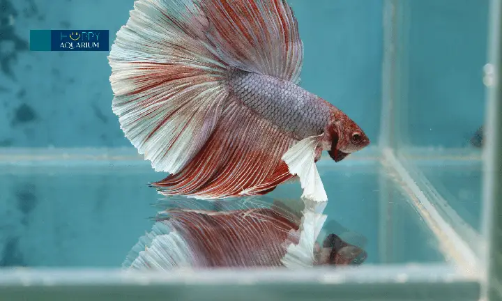 thuốc tetracyclin cho cá betta thuốc tetracyclin cho cá betta