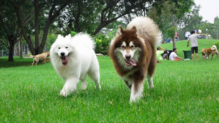 Bảng Cân Nặng Của Chó Alaska: Hướng Dẫn Chăm Sóc Toàn Diện Bảng Cân Nặng Của Chó Alaska: Hướng Dẫn Chăm Sóc Toàn Diện