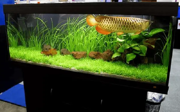 tốc độ lớn của cá rồng