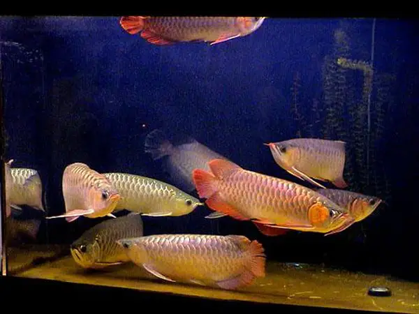 tốc độ lớn của cá rồng
