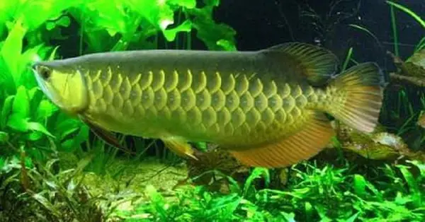 tốc độ lớn của cá rồng