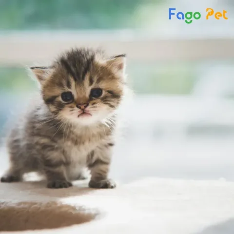 Cách Tách Chó Pitbull Khi Cắn Nhau An Toàn & Hiệu Quả Nhất