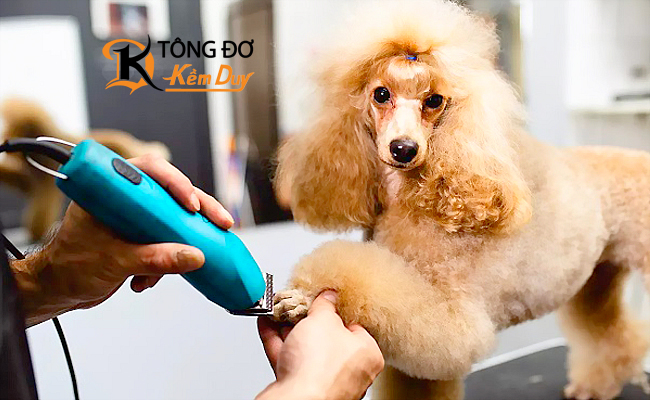 Tông Đơ Cắt Lông Chó Poodle: Hướng Dẫn Chọn Mua Và Sử Dụng Hiệu Quả Nhất Các loại tông đơ phù hợp cho chó Poodle