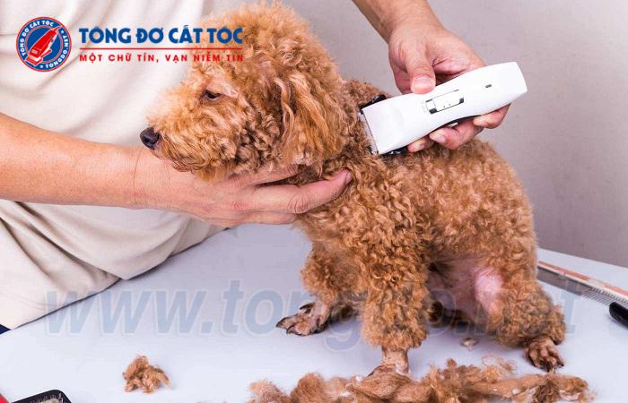 Tông Đơ Cắt Lông Chó Poodle: Hướng Dẫn Chọn Mua Và Sử Dụng Hiệu Quả Nhất Cách sử dụng tông đơ cắt lông chó Poodle hiệu quả