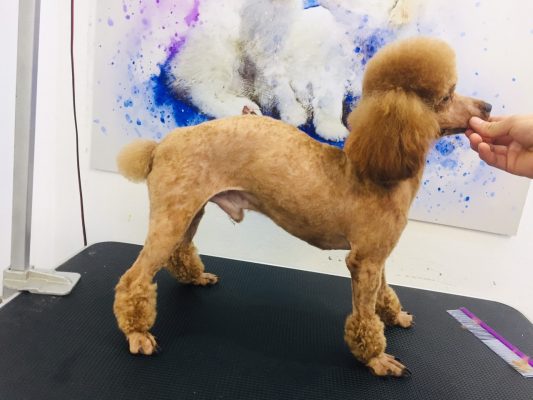 Tông Đơ Cắt Lông Chó Poodle: Hướng Dẫn Chọn Mua Và Sử Dụng Hiệu Quả Nhất Tông Đơ Cắt Lông Chó Poodle: Hướng Dẫn Chọn Mua Và Sử Dụng Hiệu Quả Nhất