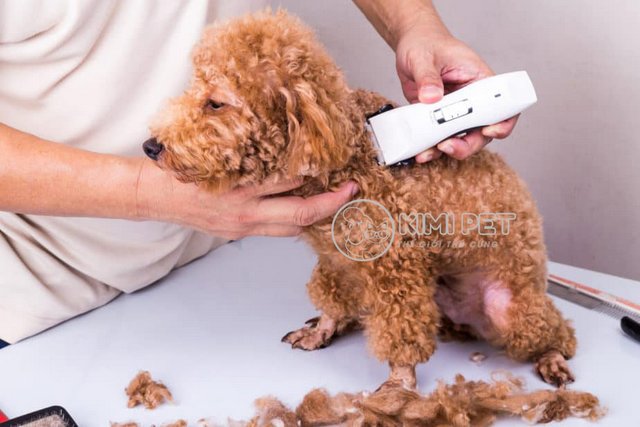 Tông Đơ Cắt Lông Chó Poodle: Hướng Dẫn Chọn Mua Và Sử Dụng Hiệu Quả Nhất Mẹo cắt lông chó Poodle tại nhà