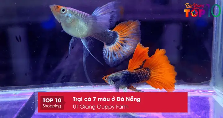 trại cá 7 màu ở đà nẵng
