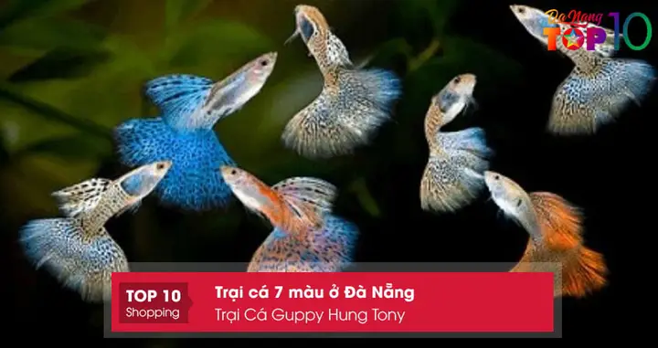 trại cá 7 màu ở đà nẵng