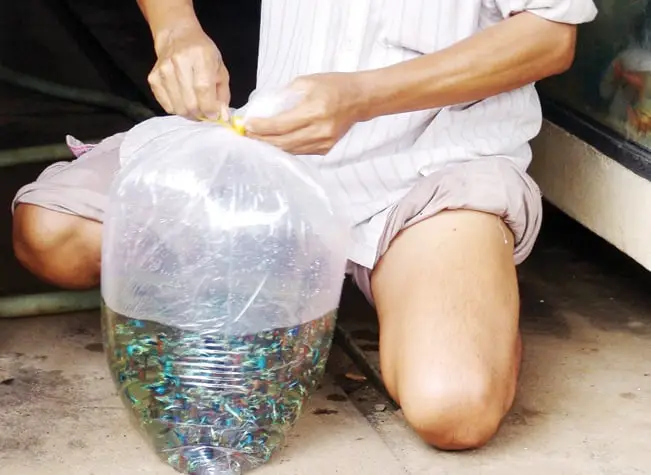 trại cá bảy màu bình chánh