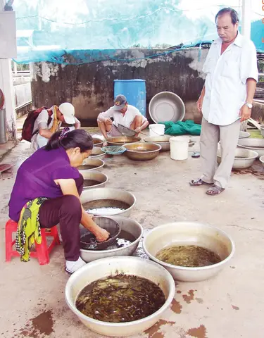 trại cá bảy màu bình chánh