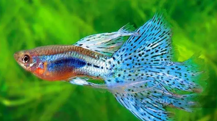 trại cá bảy màu đồng nai