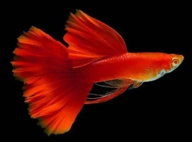 trại cá bảy màu giống trại cá bảy màu giống