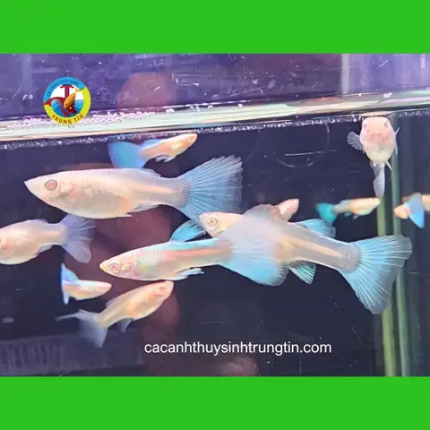 trại cá bảy màu giống trại cá bảy màu giống