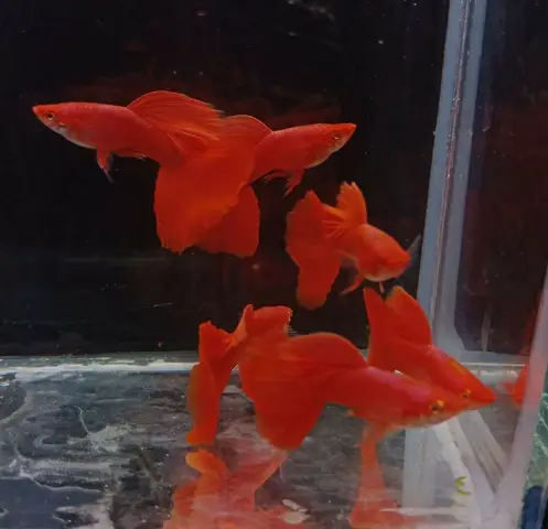 trại cá bảy màu ở hà nội