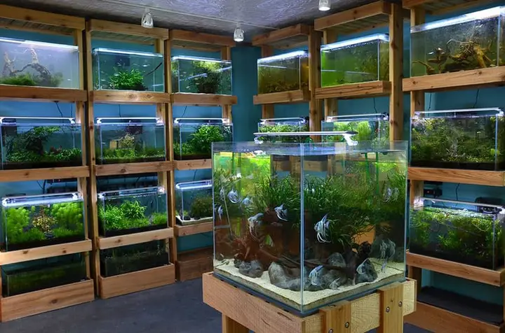 trại cá bảy màu tây ninh