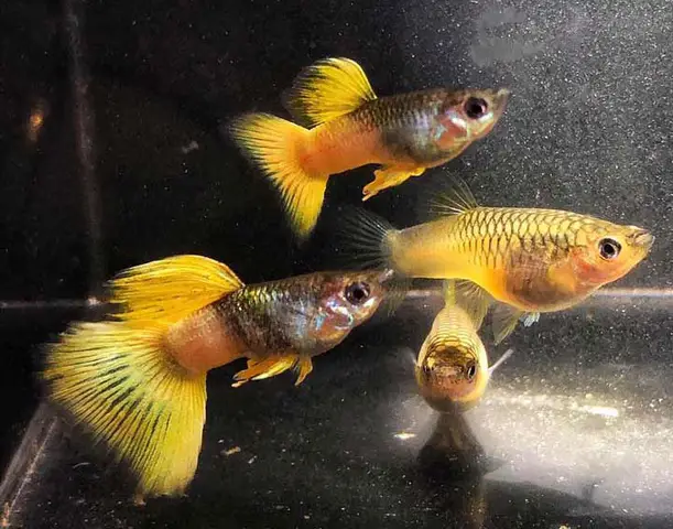 trại cá bảy màu tphcm
